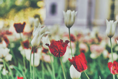 Bright flowers of tulips on a tulip field on a sunny morningの写真素材