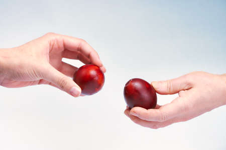 hands break Easter eggs. bright Easter eggs. family traditionの写真素材