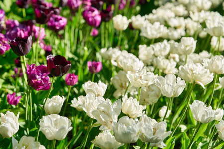 Bright flowers of tulips on a tulip field on a sunny morningの写真素材