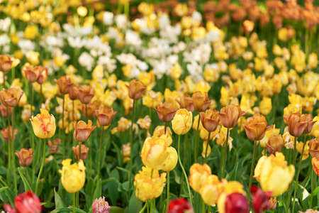 Bright flowers of tulips on a tulip field on a sunny morningの写真素材