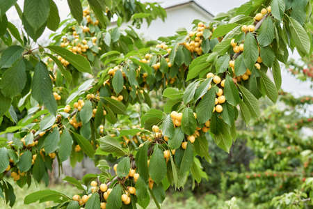 Many yellow cherries on the branches of a tree with green leavesの写真素材