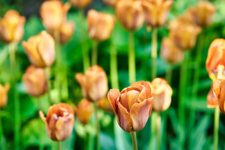 Bright flowers of tulips on a tulip field on a sunny morningの写真素材