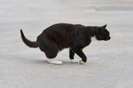 A black cat with white spots walks on the green grassの写真素材