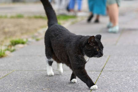 A black cat with white spots walks on the green grassの写真素材