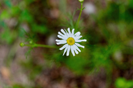 Chamomile flower with white petals and a yellow center on a background of grassの写真素材