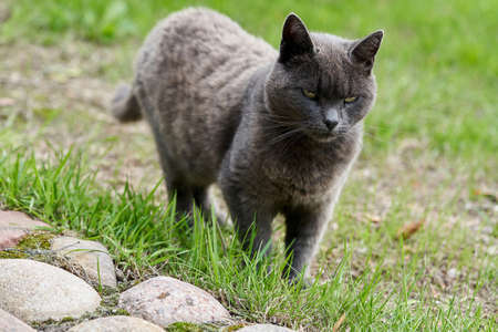 A gray cat walks on green grass on a summer dayの写真素材