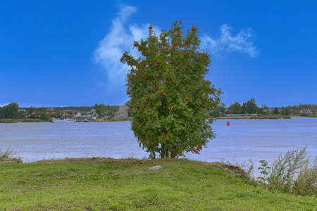 A tree with green foliage and red rowan berries on the background of the lakeの写真素材