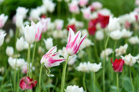 Bright flowers of tulips on a tulip field on a sunny morningの写真素材