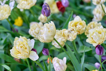 Bright flowers of tulips on a tulip field on a sunny morningの写真素材