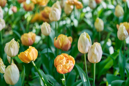 Bright flowers of tulips on a tulip field on a sunny morningの写真素材