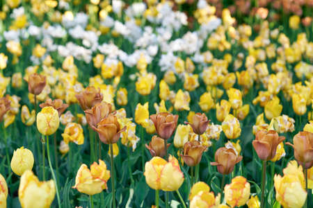 Bright flowers of tulips on a tulip field on a sunny morningの写真素材