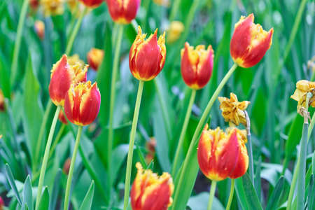 Bright flowers of tulips on a tulip field on a sunny morningの写真素材