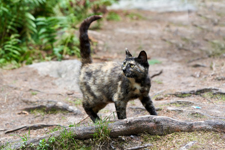 A wild spotted cat walks through the forest with its tail raisedの写真素材