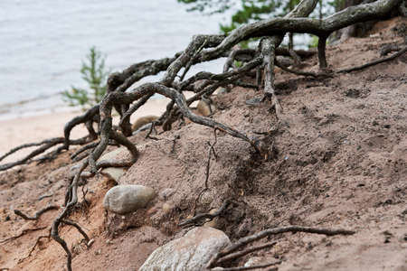 The roots of trees on the surface of the soil among the stonesの写真素材