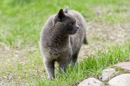 A gray cat walks on green grass on a summer dayの写真素材