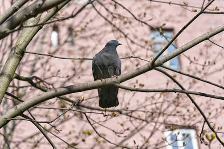 A lone gray dove sits on a tree branch.の写真素材