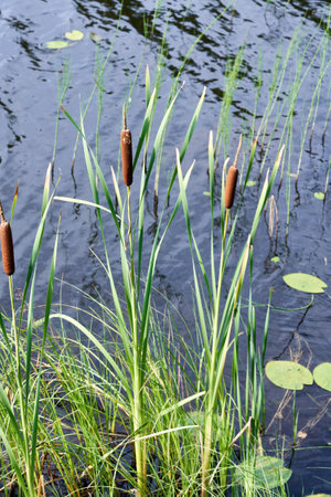 Reed thickets growing in the water on a summer sunny day. Reed on the background of waterの写真素材