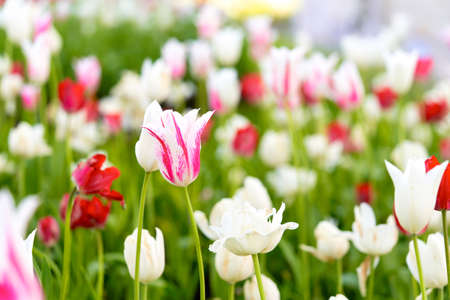 Bright flowers of tulips on a tulip field on a sunny morningの写真素材