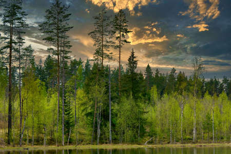 Pine trees on the shore of the lake against the background of sky with cloudsの写真素材