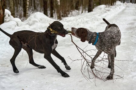 Two dogs play pulling a branch in a winter parkの写真素材