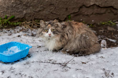 Fluffy cat sits in the snow next to an empty bowlの写真素材
