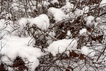The bushes without leaves are covered with white snowの写真素材