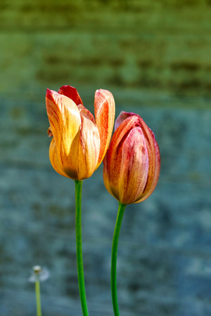Bright flowers of red and yellow tulips in the park in springの写真素材
