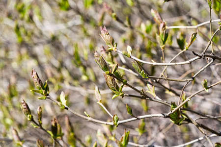 Young leaves bloom from buds on trees in springの写真素材