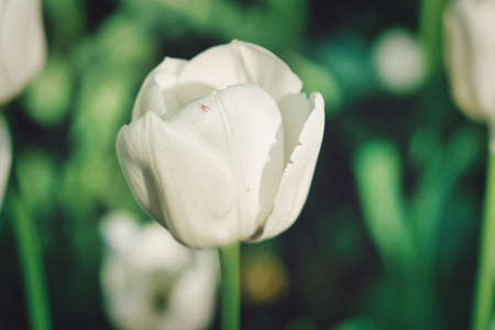 Bright flowers of tulips on a tulip field on a sunny morningの写真素材