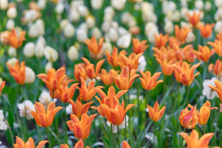 Bright flowers of tulips on a tulip field on a sunny morningの写真素材