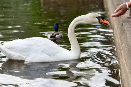White swan with a long neck and a red beak eats food from handsの写真素材