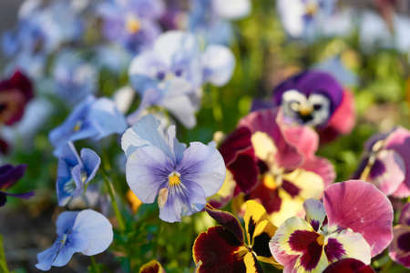 Multicolored pansy flower plant natural background, summer timeの写真素材