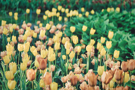 Bright flowers of tulips on a tulip field on a sunny morningの写真素材