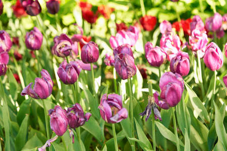Bright flowers of tulips on a tulip field on a sunny morningの写真素材