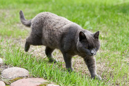 A gray cat walks on green grass on a summer dayの写真素材