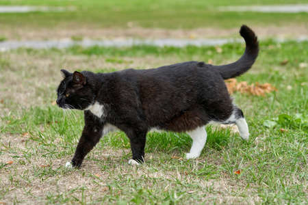 A black cat with white spots walks on the green grassの写真素材