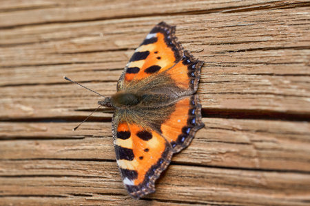 Orange butterfly with open wings on a wooden backgroundの写真素材