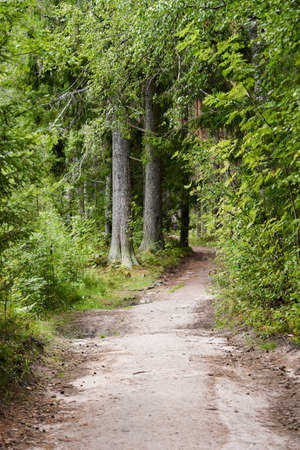 The road through the pine forest in summer near the resting placeの写真素材