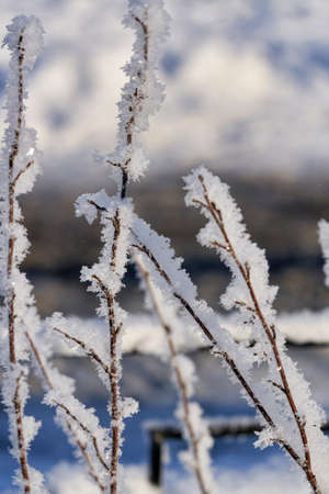 the branch is covered with white snowの写真素材