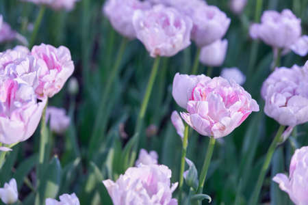 Bright flowers of tulips on a tulip field on a sunny morningの写真素材