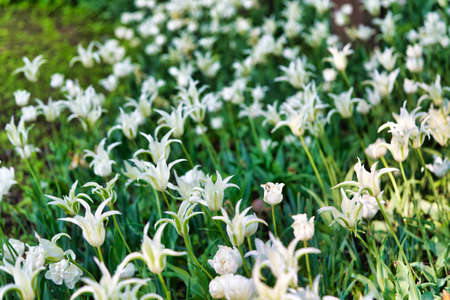 Bright flowers of tulips on a tulip field on a sunny morningの写真素材