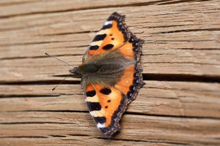Orange butterfly with open wings on a wooden backgroundの写真素材