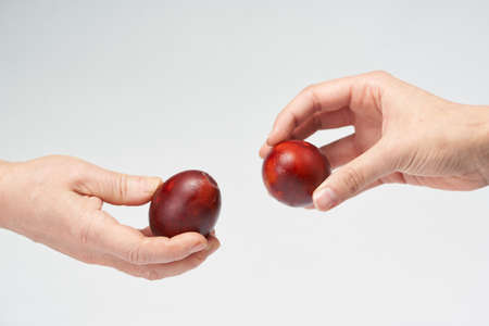 hands break Easter eggs. bright Easter eggs. family traditionの写真素材