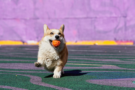 Corgi dog plays while holding an orange ball in his mouth.の写真素材