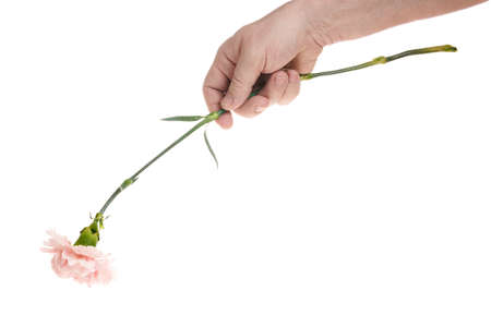 Hand holds a carnation flower on a white background, a template for designers.の写真素材