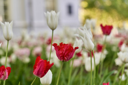 Bright flowers of tulips on a tulip field on a sunny morningの写真素材