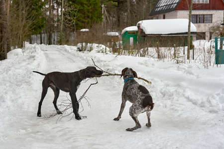 Two dogs play with tree branch while walkingの写真素材