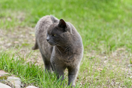A gray cat walks on green grass on a summer dayの写真素材