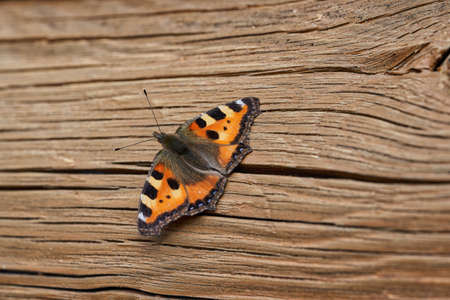 Orange butterfly with open wings on a wooden backgroundの写真素材