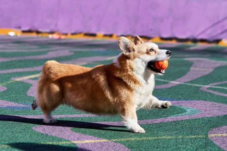 Corgi dog plays while holding an orange ball in his mouth.の写真素材